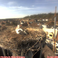 16_50-nest.jpg