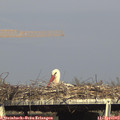 17_00-mast.jpg