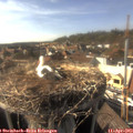 17_00-nest.jpg