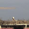 17_05-mast.jpg