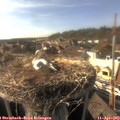 17_05-nest.jpg