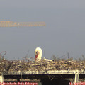 17_10-mast.jpg