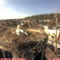 17_10-nest.jpg