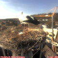 17_15-nest.jpg