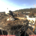 17_25-nest.jpg
