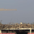 17_35-mast.jpg
