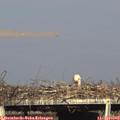 17_40-mast.jpg