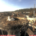 17_40-nest.jpg