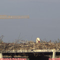 17_45-mast.jpg