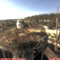 17_50-nest.jpg