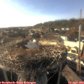 17_55-nest.jpg