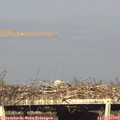18_00-mast.jpg