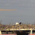 18_20-mast.jpg