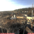 18_25-nest.jpg