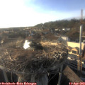 18_30-nest.jpg