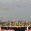 18_40-mast.jpg