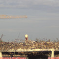 18_45-mast.jpg