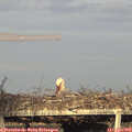 18_50-mast.jpg