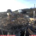 18_55-nest.jpg