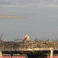 19_00-mast.jpg