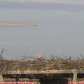 19_10-mast.jpg