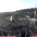 19_15-nest.jpg