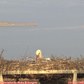 19_25-mast.jpg