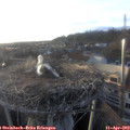 19_25-nest.jpg