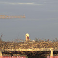19_30-mast.jpg