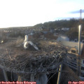 19_30-nest.jpg