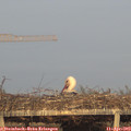 19_40-mast.jpg