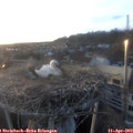 19_45-nest.jpg