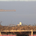 19_50-mast.jpg