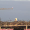 19_55-mast.jpg