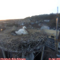 20_00-nest.jpg