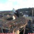 06_45-nest.jpg