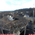 06_55-nest.jpg