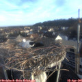 07_15-nest.jpg