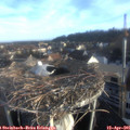 07_20-nest.jpg