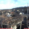 07_25-nest.jpg