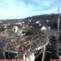 07_30-nest.jpg