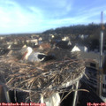 07_40-nest.jpg