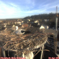 07_45-nest.jpg