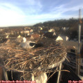 07_50-nest.jpg