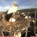 08_25-nest.jpg