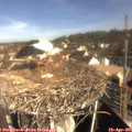 09_50-nest.jpg