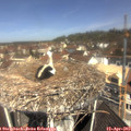 11_10-nest.jpg