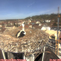 11_20-nest.jpg