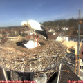 11_25-nest.jpg