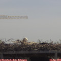 11_50-mast.jpg